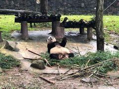 -都江堰中华大熊猫苑
