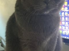 -纳吉亚猫专科动物诊疗中心(蒋宅口分院)