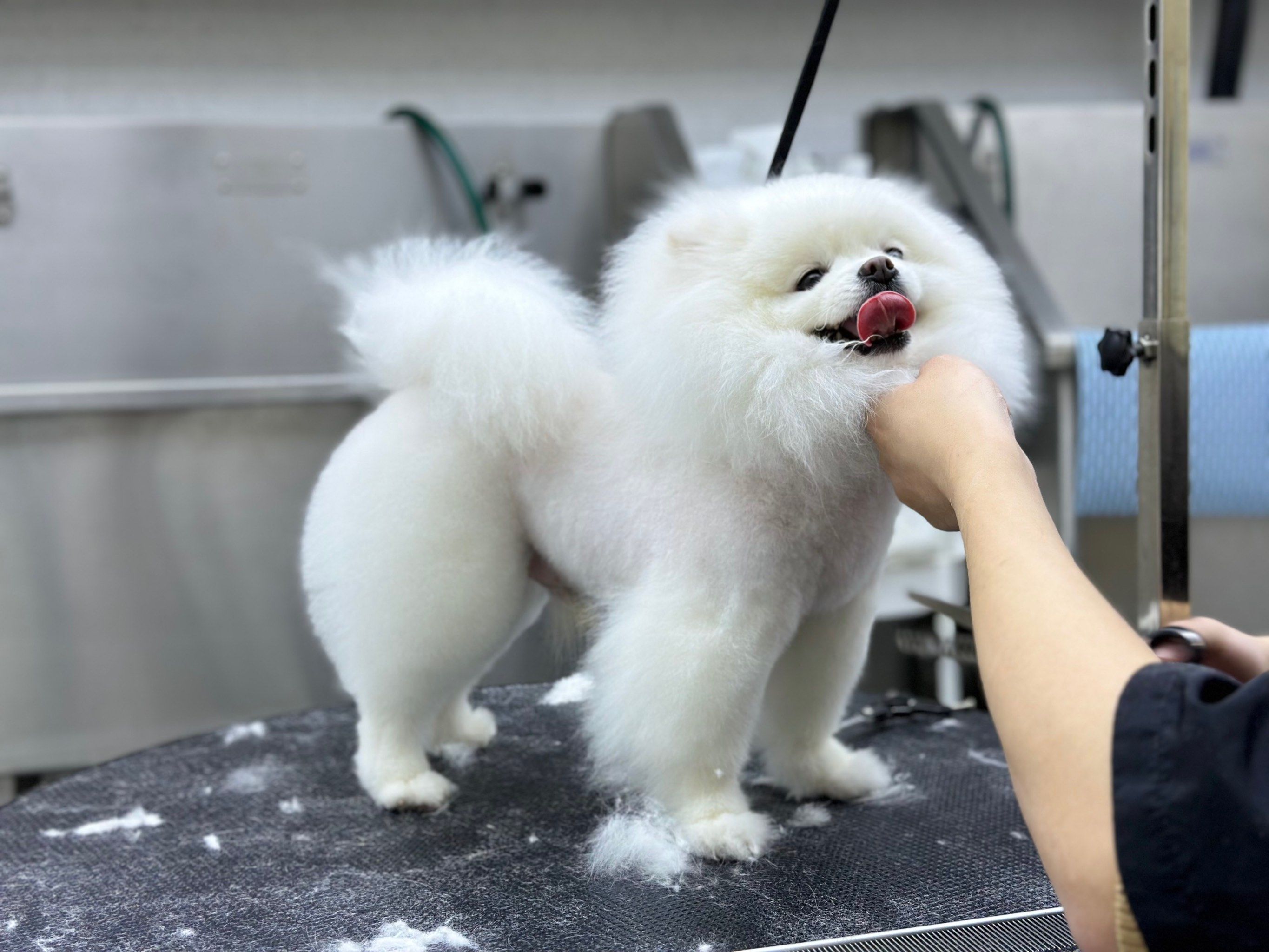 球形博美美容好店
