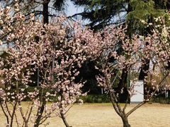 -新虹桥中心花园