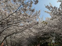 -高东镇樱花园