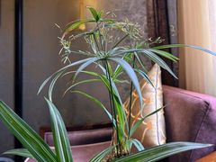 -31号公馆(黄兴广场白果园店)