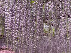 -嘉定紫藤园