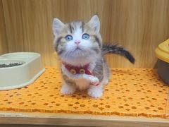 -欣宠猫屋·矮脚拿破仑·蓝金金渐层