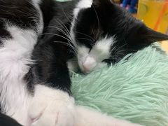 -绒爪撸猫下午茶·猫咖