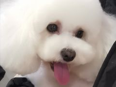 -宠物家(角门东店)
