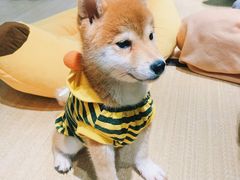 -逗柴咖啡屋·狗咖猫咖宠物桌游