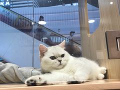 -屋虎猫馆(宝安大仟里店)