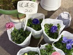 -苏州市皮市街花鸟工艺品市场