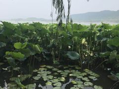 -杭州君悦酒店