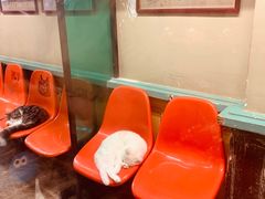 -猫咪博物馆(顶澳仔猫街店)