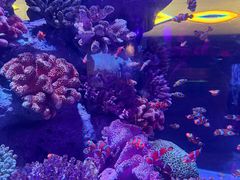 -暹罗海洋世界