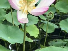 -南通博物苑-崇川人民公园