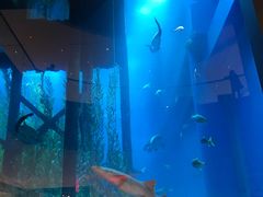 -迪拜水族馆及水下动物园