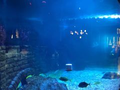 -烟台海昌鲸鲨海洋公园