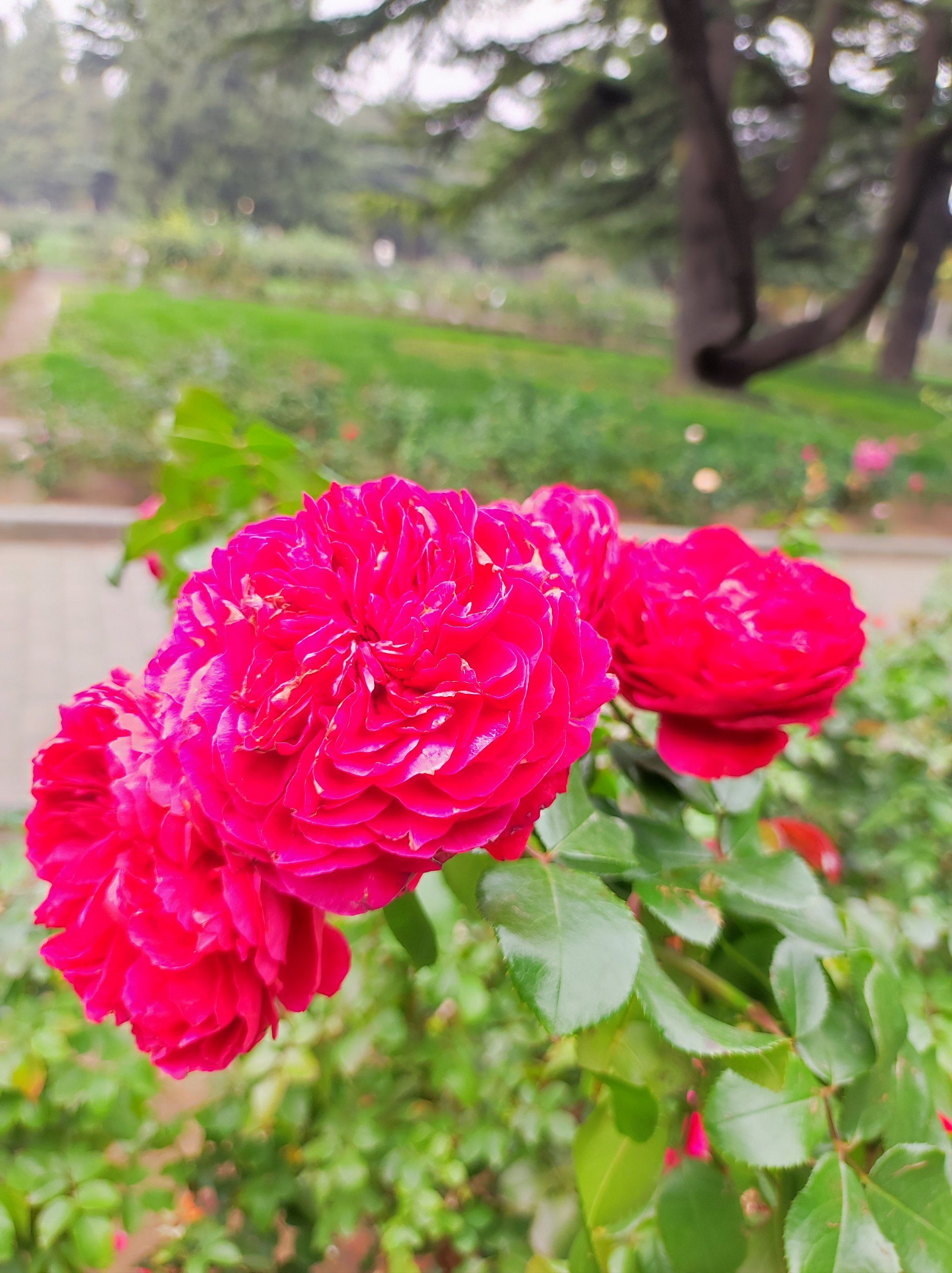 月季开出了牡丹的绚丽