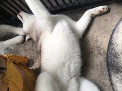 -TrueLove @ Neverland (Husky Cafe)