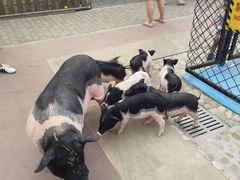 -太阳岛度假酒店