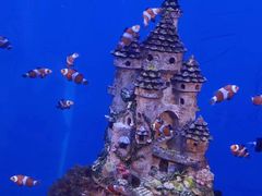 -海合安武汉极地海洋公园