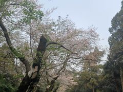 -武汉大学-樱园