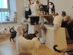 -有喵·猫咖·狗咖·30几只猫10只小狗(岗厦店)