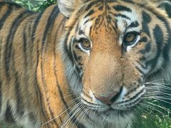 -栾川竹海野生动物园