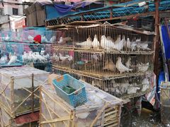 -哈尔滨道外花鸟鱼市场