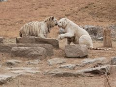 -北京野生动物园