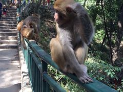 -黔灵山公园