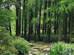 -上海共青森林公园