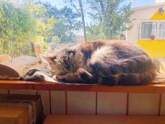 -海边的猫和咖啡馆