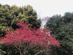 -成都市活水公园