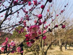 -香雪海