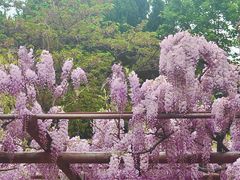 -嘉定紫藤园