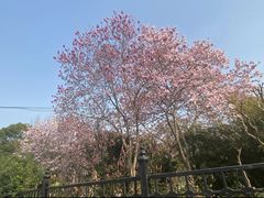 -黄兴公园
