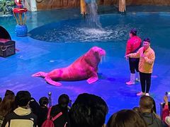 -烟台海昌鲸鲨海洋公园