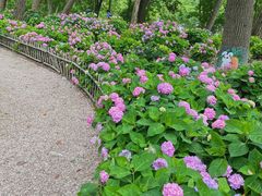 -上海共青森林公园