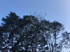 -梧桐山风景名胜区