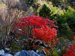 -叠溪松坪沟景区