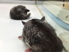-乐宠宠物店(世纪金源店)
