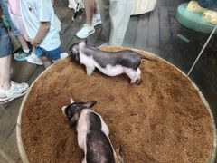 -正佳雨林生态植物园