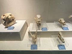 -安徽省地质博物馆