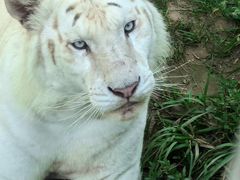 -西霞口神雕山野生动物世界