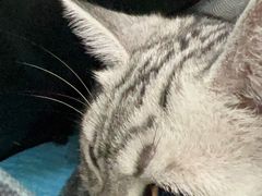 -瑞派伍一宠物医院·眼科·骨科·猫科转诊中心(马王堆院)