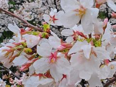 -武汉大学-樱园