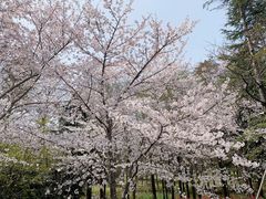 -顾村公园