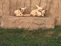 -西霞口神雕山野生动物世界