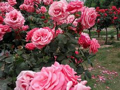 -咸阳湖景区-古渡公园