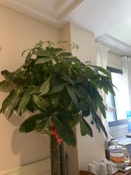 -Dr.林醫生产后修复·配方产康店(南京大厂店)