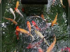 -太子园林酒家
